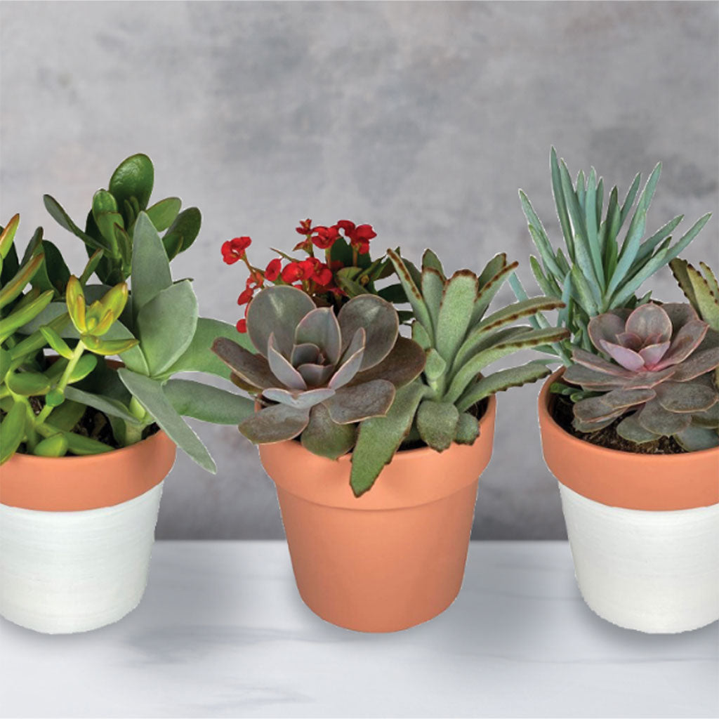 Assorted 5" Succulent Gardens