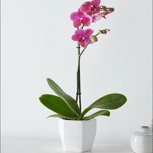5" Colored Orchid in Ceramic Pot
