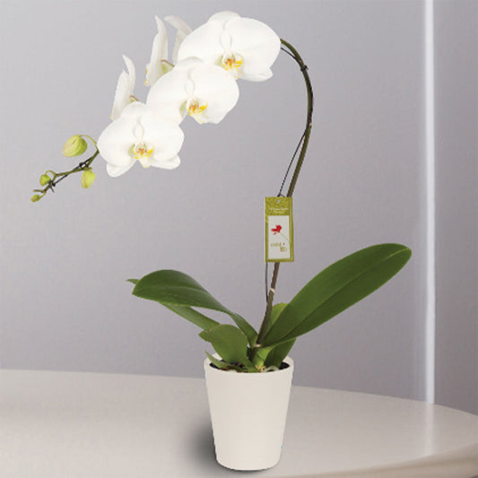 5" White Orchid in Ceramic Pot