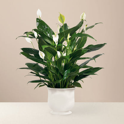 Comfort Planter – ROCKY MOUNTAIN FLOWERS & GIFTING, Aurora CO