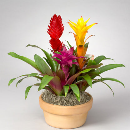 8 " Assorted Bromeliad Gardens in Terracotta Pot – ROCKY MOUNTAIN FLOWERS & GIFTING, Aurora CO