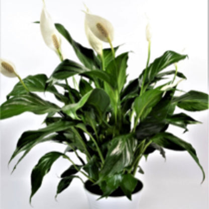 Spathiphyllum 6 In – ROCKY MOUNTAIN FLOWERS & GIFTING, Aurora CO
