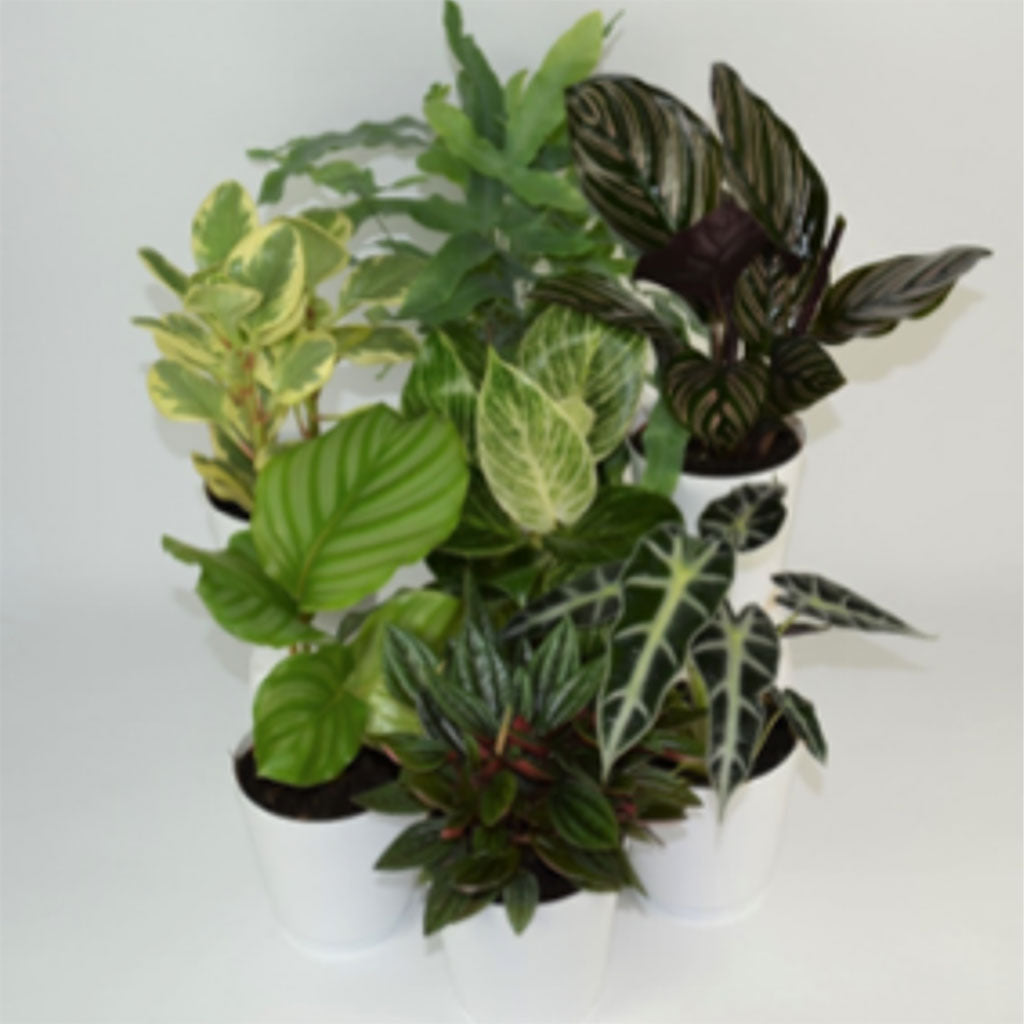 Designer's Choice Premium Foliage 6"