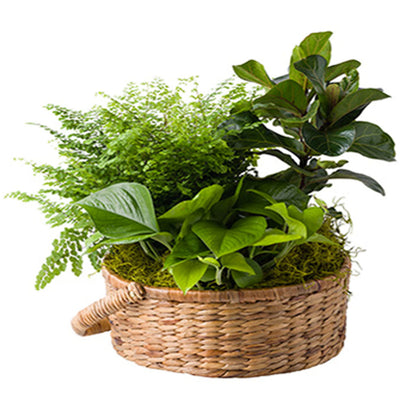 Designer's Choice Foliage Garden – ROCKY MOUNTAIN FLOWERS & GIFTING, Aurora CO