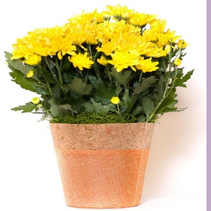 6" Mum Seasonal Colors – ROCKY MOUNTAIN FLOWERS & GIFTING, Aurora CO