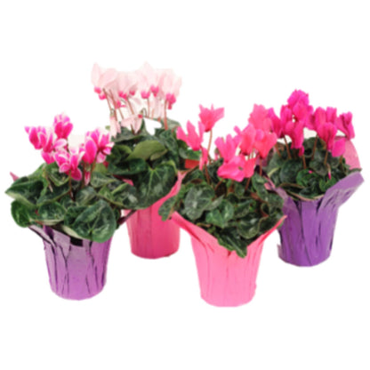 Assorted 6" Cyclamen – ROCKY MOUNTAIN FLOWERS & GIFTING, Aurora CO