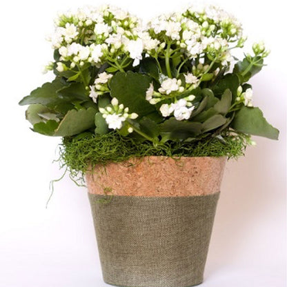 Assorted 6" Kalanchoe – ROCKY MOUNTAIN FLOWERS & GIFTING, Aurora CO