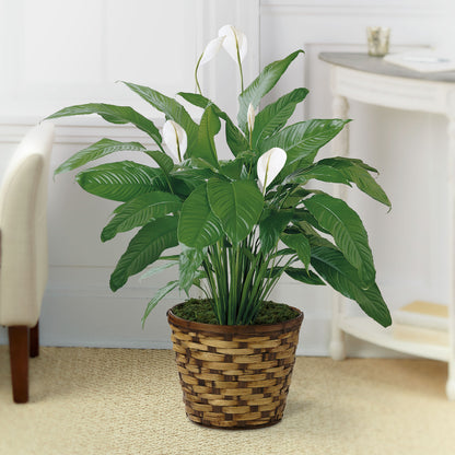 8 " Spathiphyllum Plant – ROCKY MOUNTAIN FLOWERS & GIFTING, Aurora CO