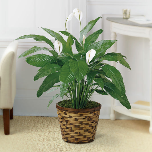 8 " Spathiphyllum Plant